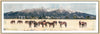 Western Horses, 12" x 36" Framed